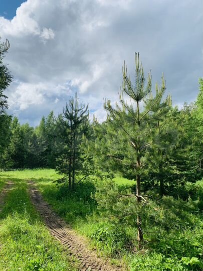 Участок 10 сот. (СНТ, ДНП)