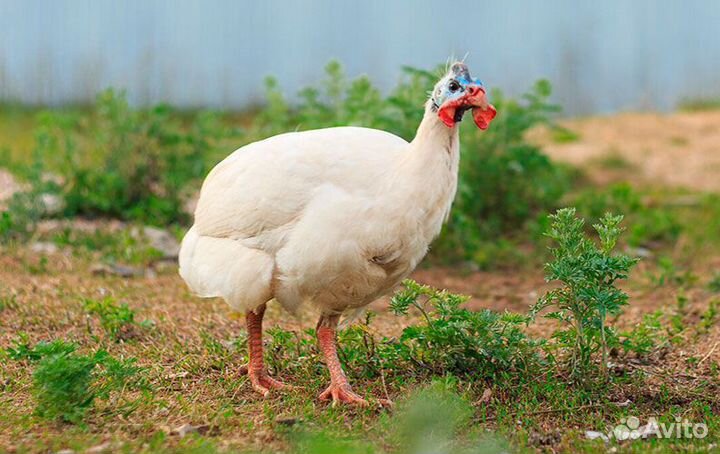 Инкубационное яйцо цесарки