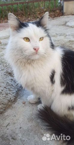 Кот