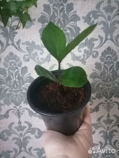 Замиокулькас (Долларовое дерево)