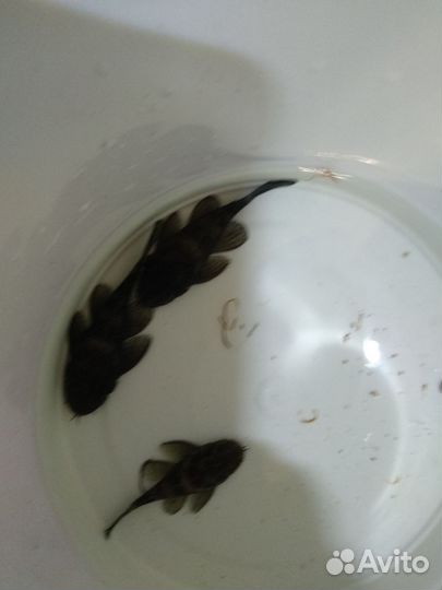 Сомы Звёздчатые L181