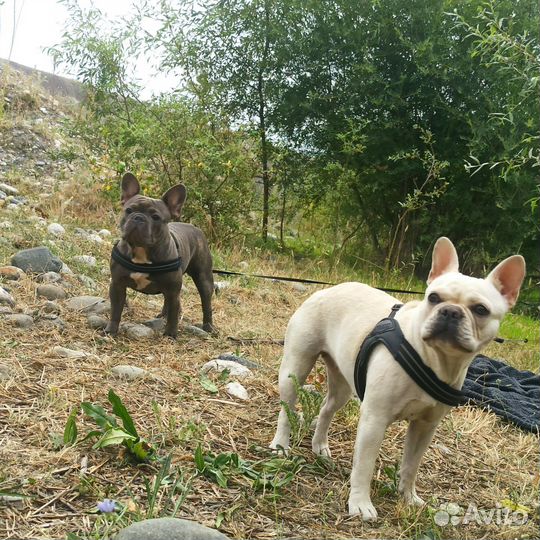 Щенки французского бульдога