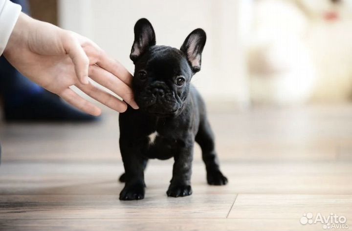 Французские бульдоги