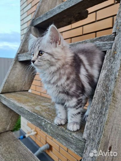 Молодая кошечка