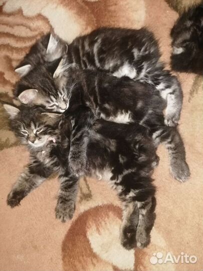 Котята курильского бобтейла. Мини-рысята