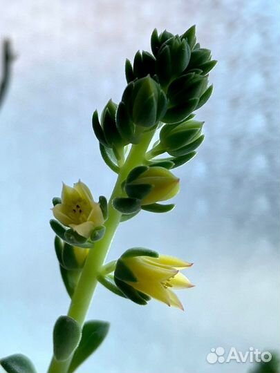 Суккуленты