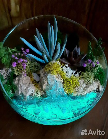 Флорариум суккуленты