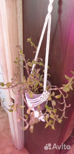 Традесканция