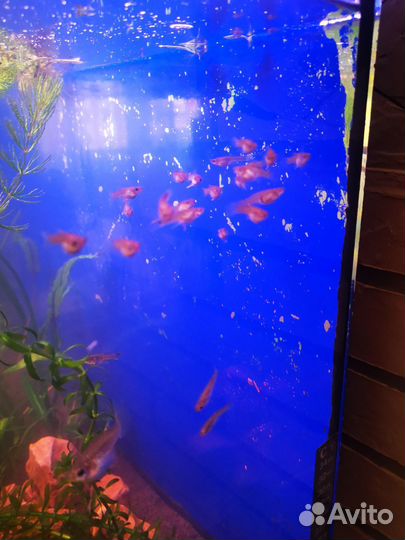 Гуппи ассорти. Аквариумные рыбки