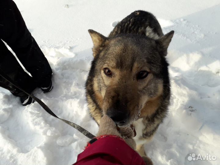 Собака бесплатно