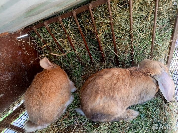Французский баран
