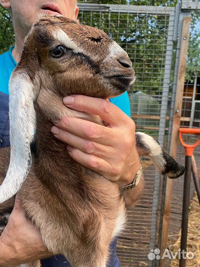 Нубийские козы и козлята