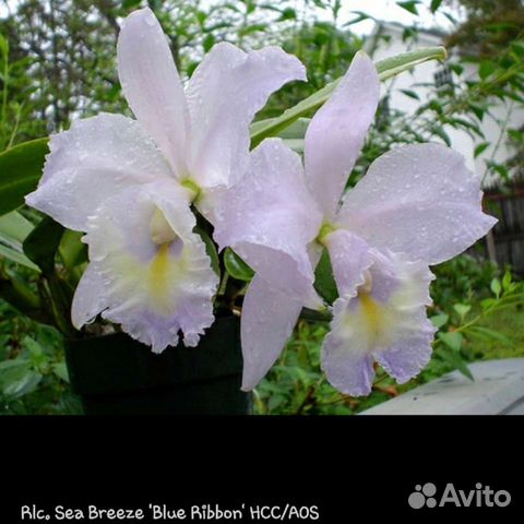 Орхидея каттлея. Rlc. See Breeze 'Blue Ribbon' HCC