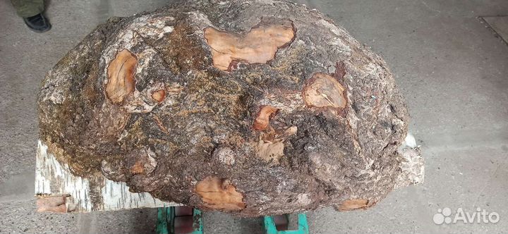 Сувель березовый