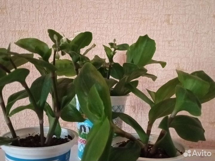 Комнатные цветы