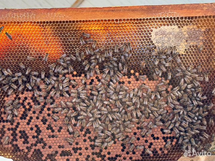 Пчелы карпатка