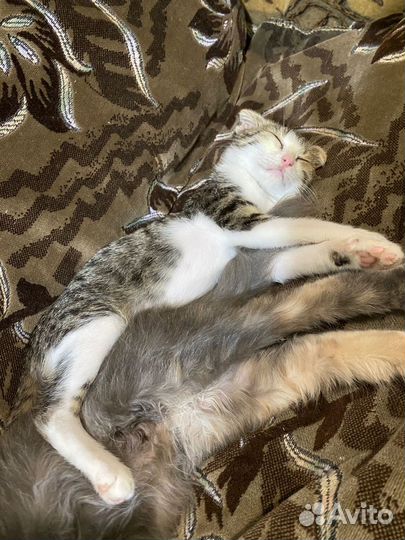 Котенок в добрые руки