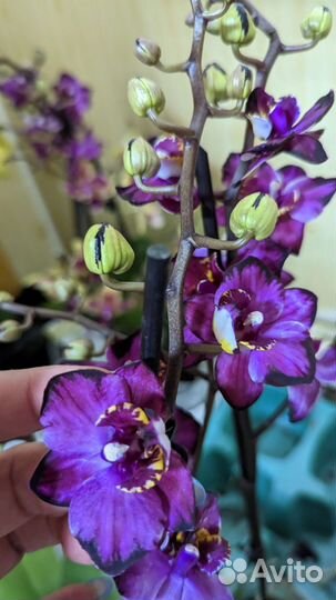 Сортовые орхидеи фаленопсис
