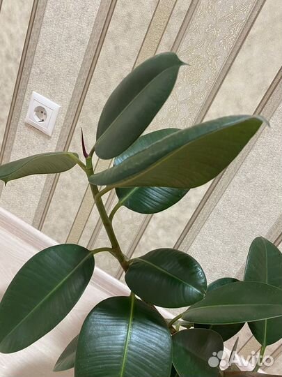 Фикус Эластика