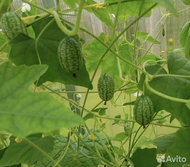 Огурец арбузик семена