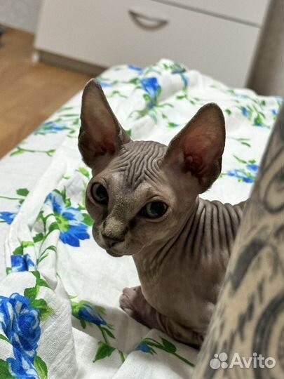 Канадский сфинкс. Котенок девочка