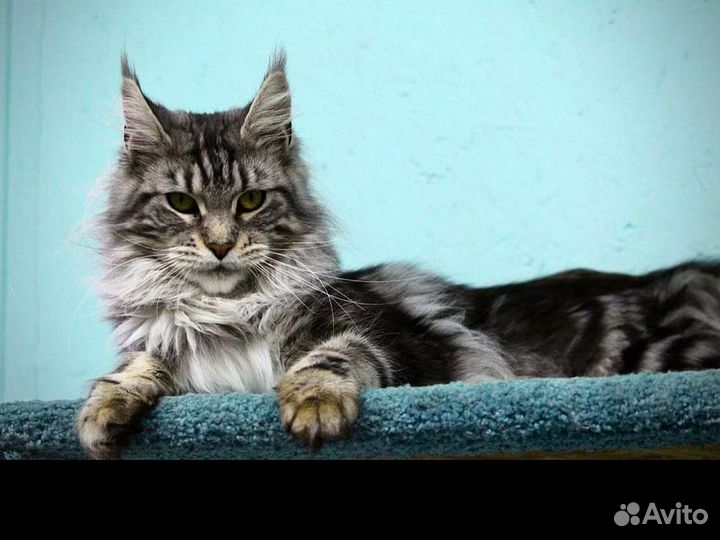 Девочка Мейн Кун. Грациозная принцесса