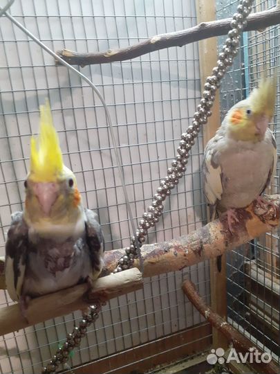 Попугай корелла