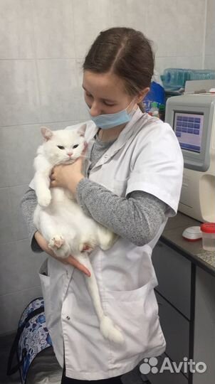 Ветеринарный врач выезд в любую точку города