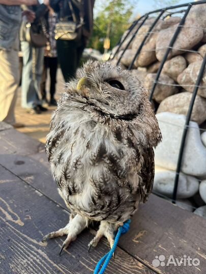 Фотоссессия