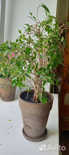 Фикус, комнатное растение