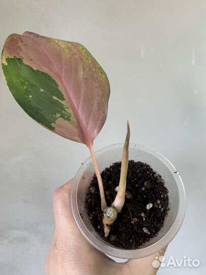 Аглаонема Miracle pink, Миракал пинк