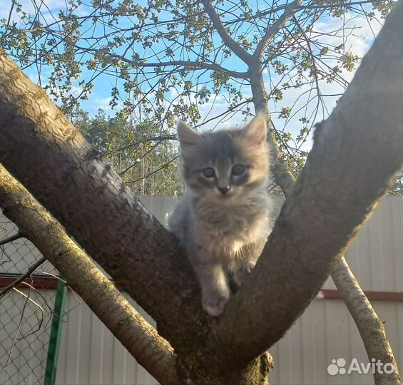 Котята в добрые руки даром
