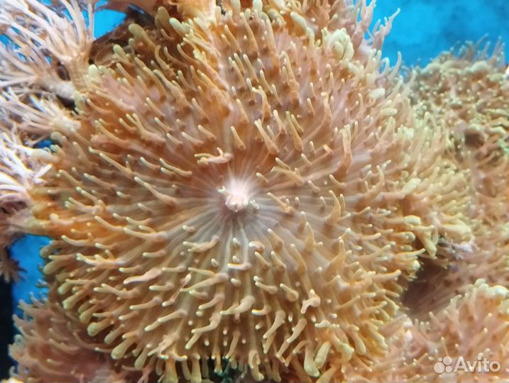 Мягкий коралл родаксис