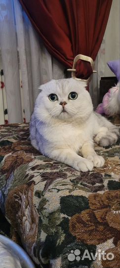 Шотландская вислоухая