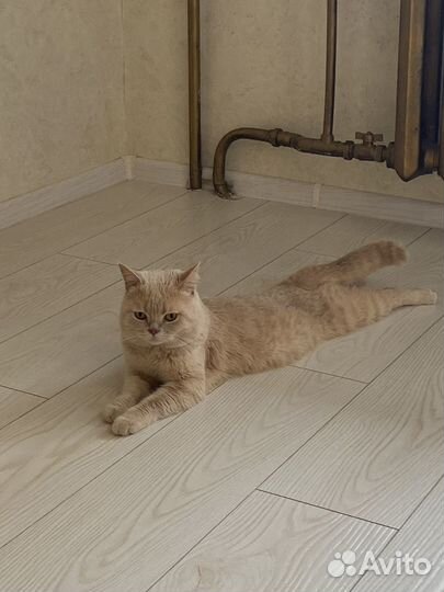 Кот в добрые руки