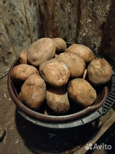 Продам картофель