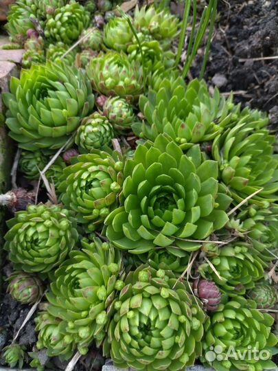 Цветы многолетники в ассортименте