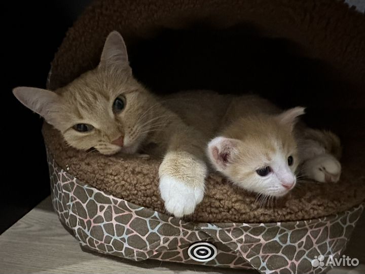 Котята