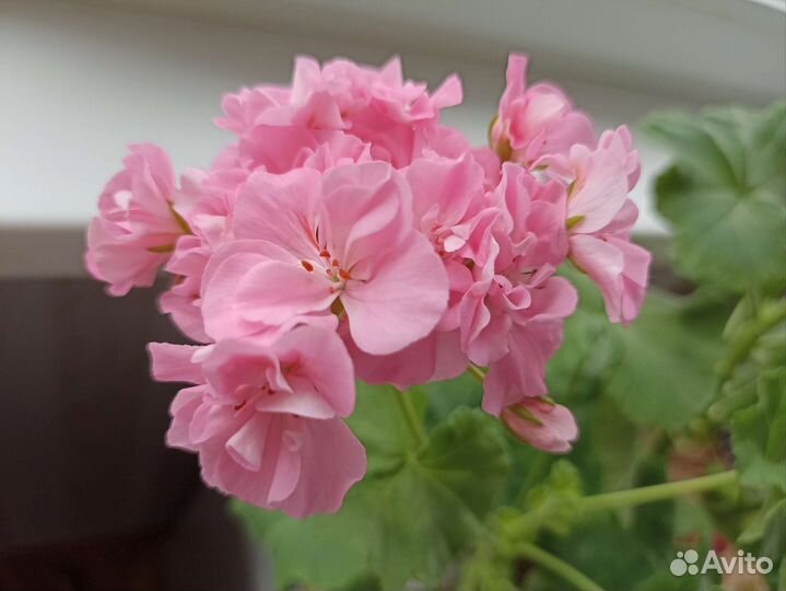 Пеларгония герань