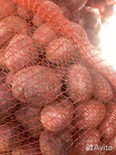 Продам картофель