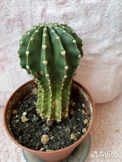 Кактус эхинопсис
