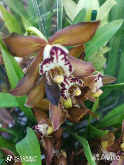 Цимбидиум ароматные 14 горшок