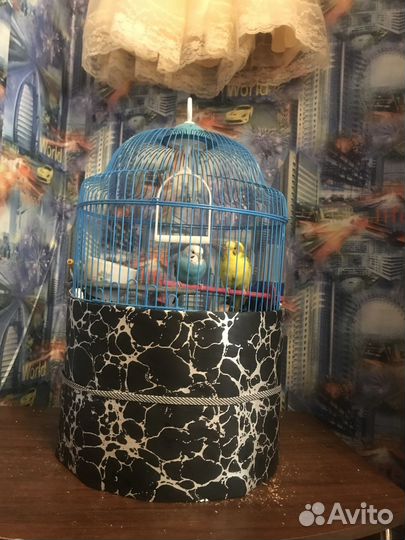 Продам двух попугаев мальчик и девочка с клеткой