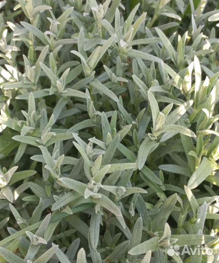 Почвопокровники многолетние