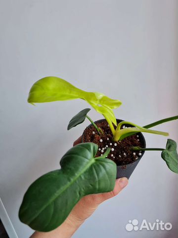 Филодендрон виолин голд