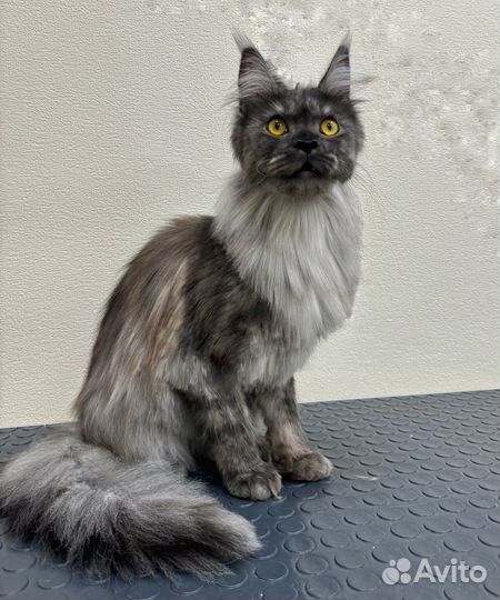 Стрижка собак и кошек груминг в салоне 