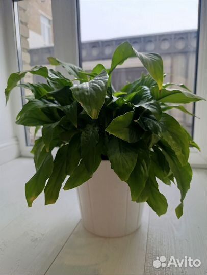 Спацифилум/женское счастье