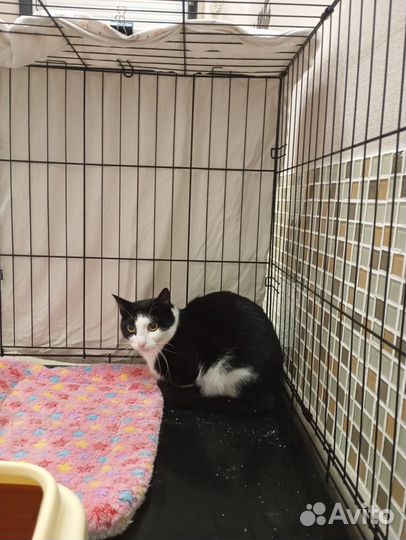 Кот в добрые руки