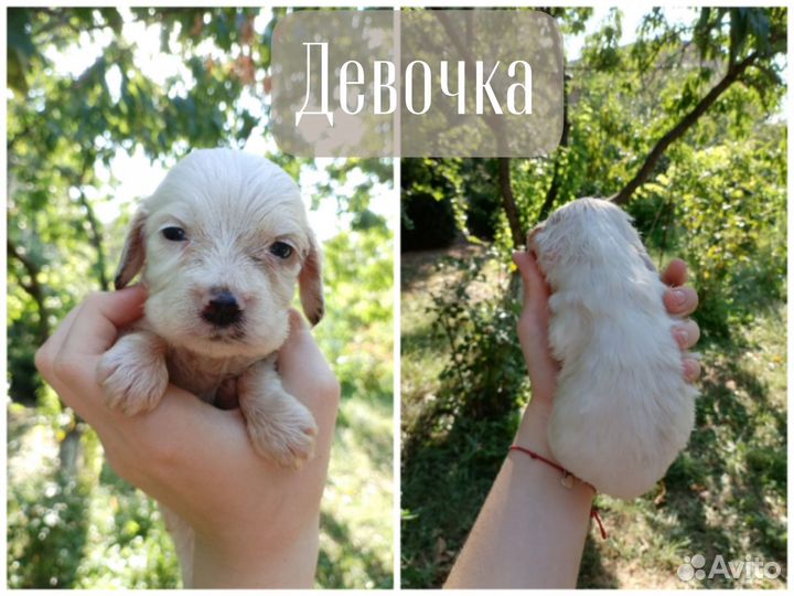 Щенки русского спаниеля