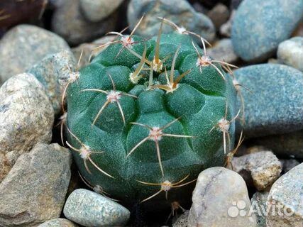 Кактусы смесь семян 10 штук разных сортов